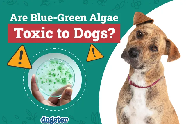 Blue-Green Algae & Dogs: Vet-Reviewed Toxicity Signs, Causes & Treatment