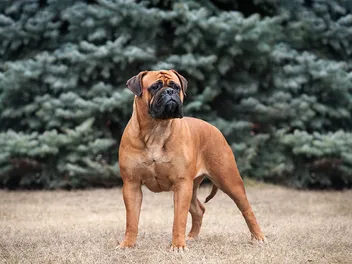 9 Best Dog Foods for Bullmastiffs in 2026 - Reviews & Top Picks