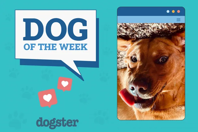 Dogster Photo Contest: Dogs of the Week Winners (May 22, 2025)