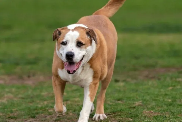 Bully Basset (Basset Hound & Bulldog Mix): Info, Pictures, Care & More