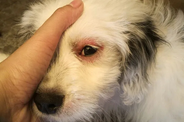 Why Are My Dog's Eyes Red? 13 Likely Reasons (Vet Answer)