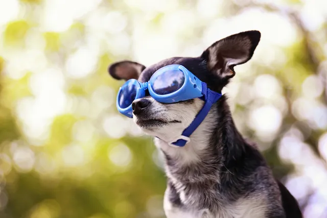Can Dogs Wear Glasses? Our Vet Explains the Benefits of Eyewear