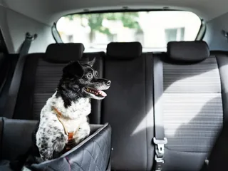 How to Get Dog Pee Smell Out of Car Seats (Easy & Effective Tips)