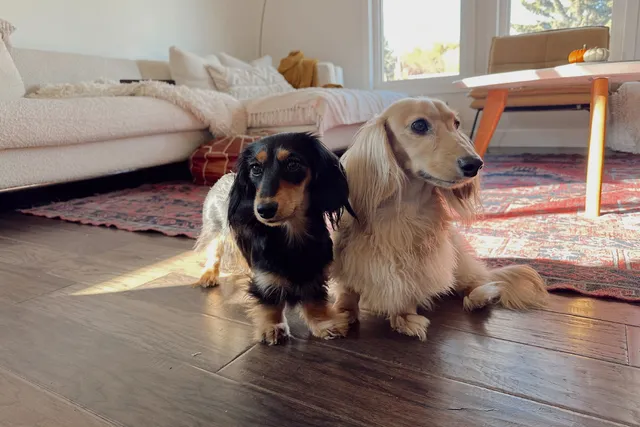 Life with Draper and Rue: The Long & Short of It