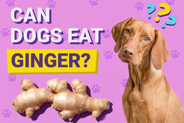 Can Dogs Eat Ginger? Vet-Verified Benefits, Risks & FAQ