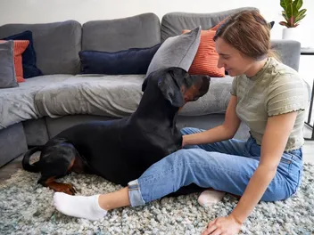 Can Dogs Recognize Faces? What Science Says