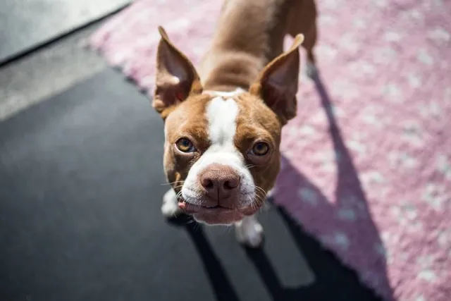 Can a Boston Terrier Be Left Alone? Alternatives & Care Tips