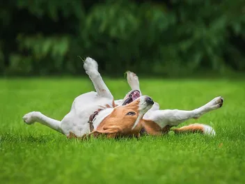 Why Do Dogs Roll in the Grass? 9 Vet-Reviewed Reasons & How to Help It