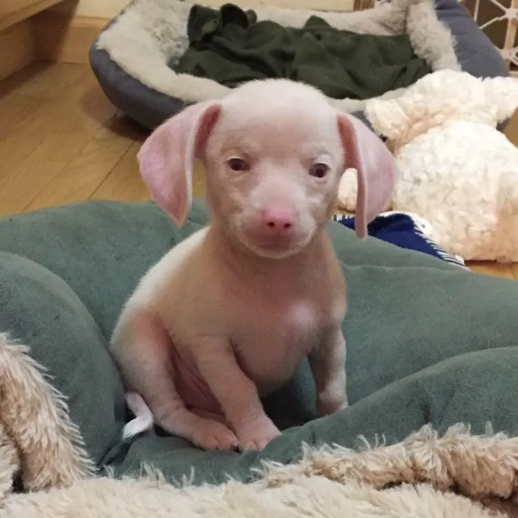 Small pink puppy sitting on a green pet bed