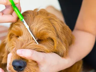 How to Trim a Goldendoodle’s Face: 10 Vet-Approved Tips