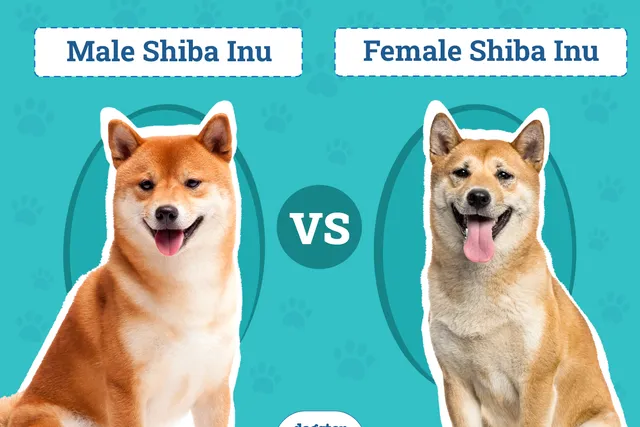 Male vs. Female Shiba Inu: The Differences (With Pictures)