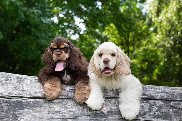 American Cocker Spaniel Breed: Info, Pictures, Facts, Traits & More