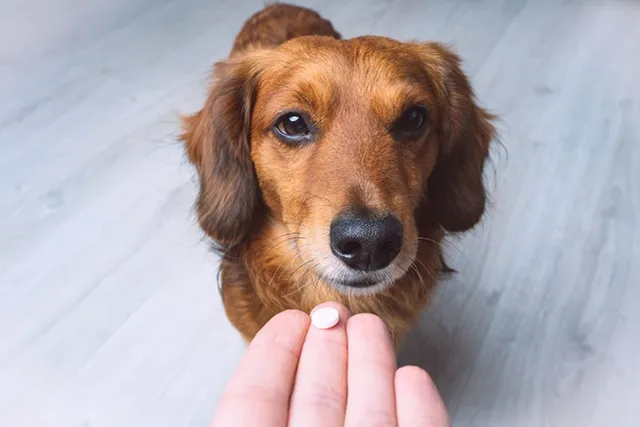 Allergy Medicine for Diabetic Dogs: What Is Safe for Them to Take (Vet Answer)