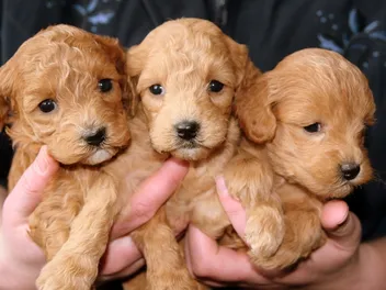 Labrador Retriever Puppies for Sale in Arkansas: Breeders List 2026