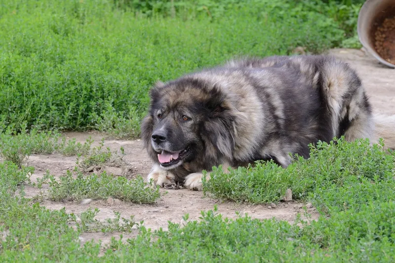 Caucasian Mountain Dog Guarding