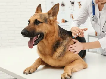 How Much Do Dog & Puppy Vaccinations Cost? 2026 Price Guide