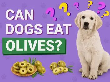Can Dogs Eat Olives? Vet-Approved Nutrition Facts & FAQ