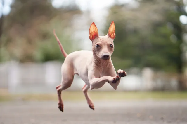 How to Know If Your Dog Is Ready to Be Off-Leash: Vet-Approved Guide