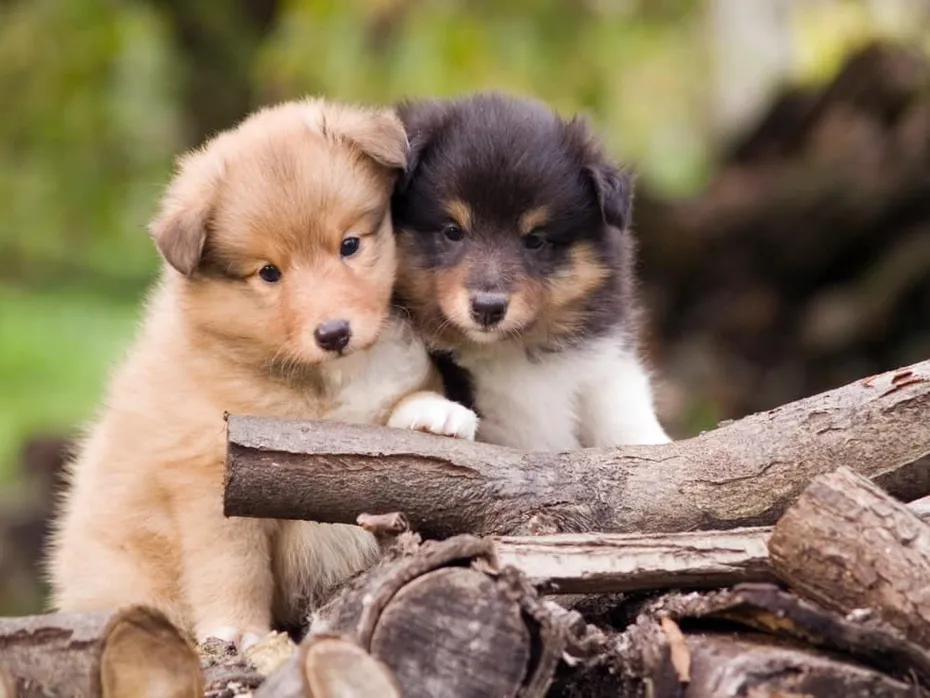 Shetland Sheepdog puppy