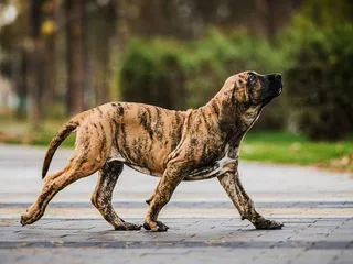 Fila Brasileiro (Brazilian Mastiff) Dog Breed: Info, Pictures, Care & More