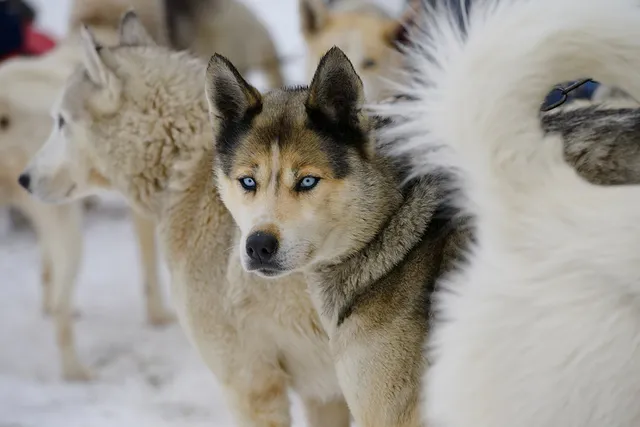 Seppala Siberian Sleddog: Dog Breed Info, Pictures, Facts & Traits