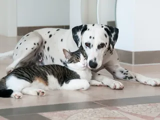 13 Pet Ownership Statistics In New York: 2026 Update
