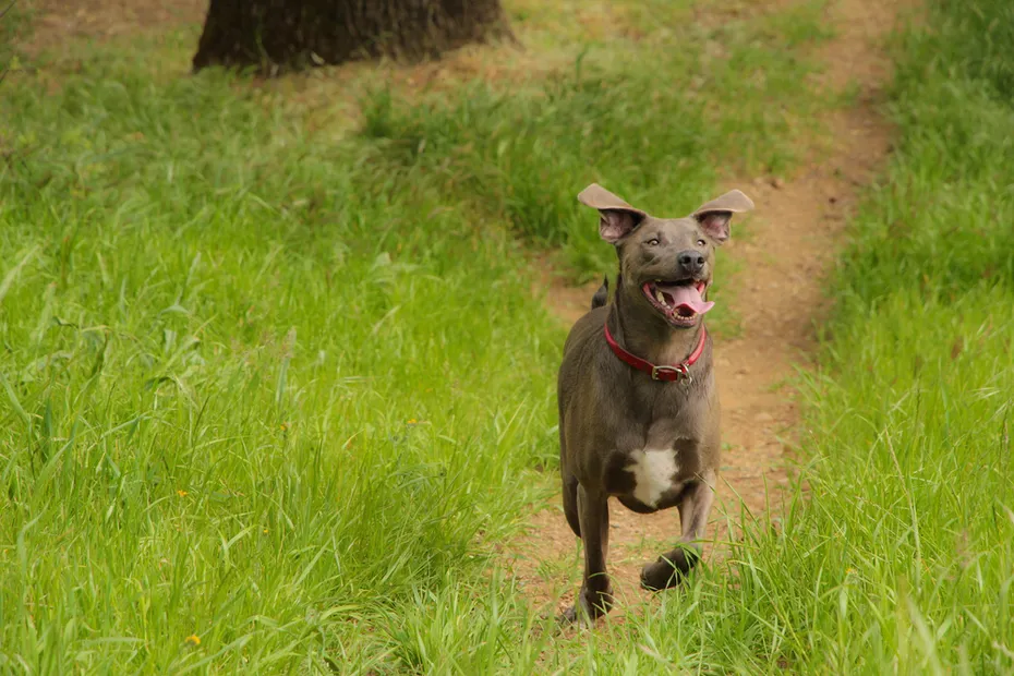 Blue Lacey running in grass outside happy