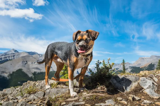 Boglen Terrier Dog Breed: Info, Pictures, Care Guide & More
