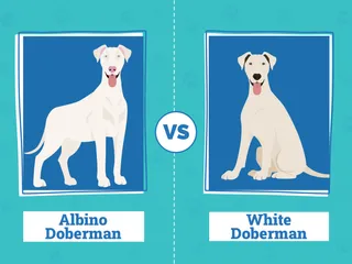 Albino & White Dobermans: Info, Pictures, Origin & History