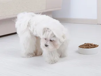 How to Get a Picky Dog to Eat: 12 Vet-Approved Tips