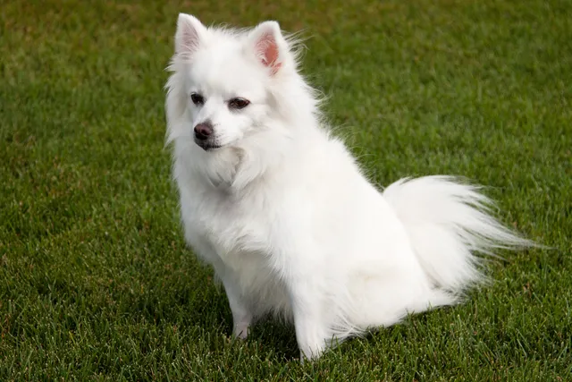 Miniature American Eskimo Dog Breed: Info, Pictures, Care & More