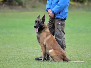 How Much Does It Cost to Train a Service Dog? 2026 Pricing Update