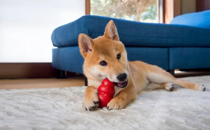 puppy playing with red kong chew toy