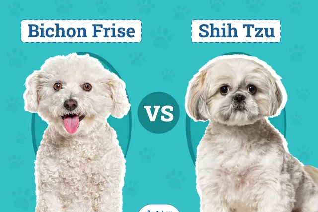 Bichon Frise vs. Shih Tzu: The Key Differences (With Pictures)