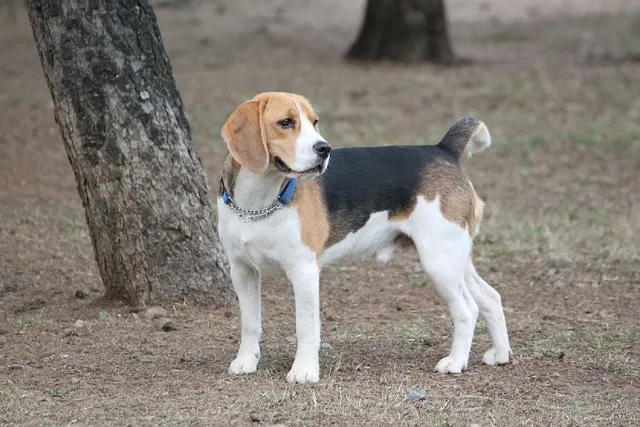 24 Incredible Vet-Verified Facts About Beagles