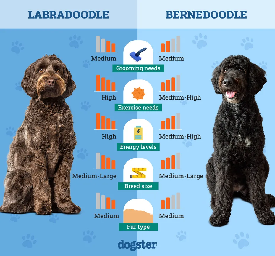 Dogster_Side by Side Comparison_Labradoodle vs Bernedoodle