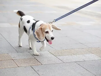 Beaglemation (Beagle & Dalmatian Mix): Info, Pictures, Care & More
