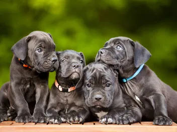 Can a Litter of Puppies Have Different Fathers? Vet-Approved Superfecundation Explanation