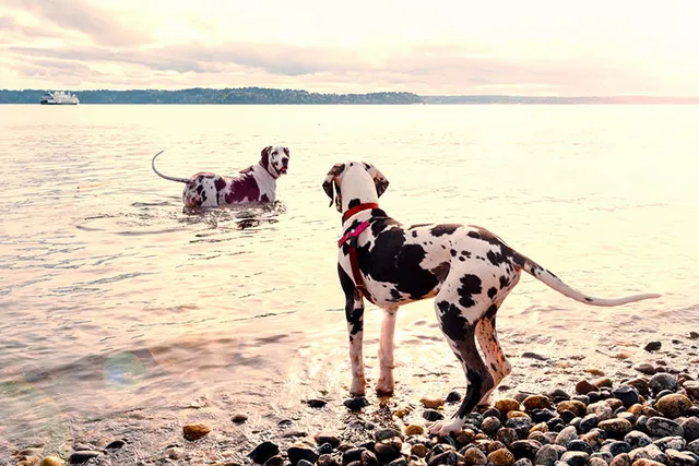 Do Great Danes Like Water? Water Safety Concerns