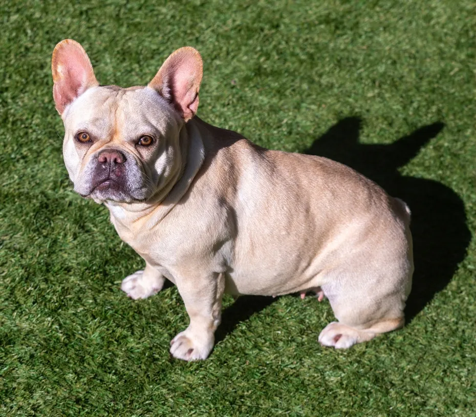 cream french bulldog sitting on grass