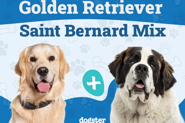 Golden Saint Dog Breed: Info, Pictures, Care & More