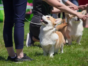 10 Interesting Facts About The National Dog Show