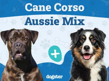 Cane Corso Australian Shepherd Mix: Info, Pictures, Care & More
