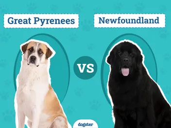 Great Pyrenees vs Newfoundland: Differences Explained (With Pictures)