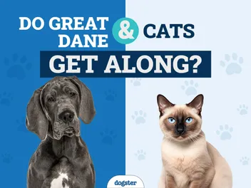 Do Great Danes Get Along With Cats? Species Compatibility & Introduction Tips