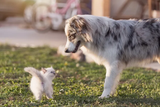 Are Australian Shepherds Good With Cats? Vet-Verified Facts & Tips
