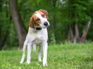 How to Train a Deaf Dog: 9 Vet-Approved Tips for Success