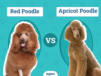 Red vs Apricot Poodle: The Differences Explained (With Pictures)