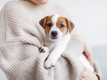 My Puppy Is Making Me Depressed: 5 Vet-Approved Coping Tips
