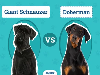 Giant Schnauzer vs Doberman: Vet-Reviewed Differences (With Pictures)
